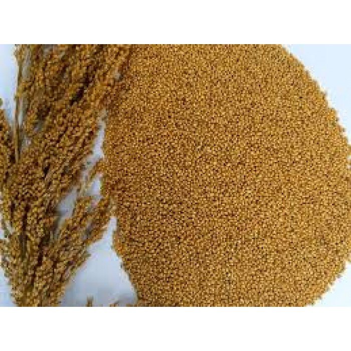 LITTLE MILLET